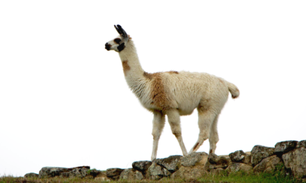 Amazon Bedrock now provides access to Meta’s Llama 2 Chat